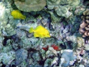 Coral Reefs with Yellow Tangs at Kona