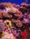 Coral Garden, Osprey Reef