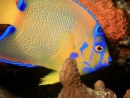 Colorful Young Queen Angelfish