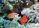 Diving at Big Brother Island, Red Sea, Egypt