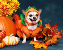Chihuahua Dressed Up as a Pumpkin