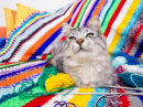 Kitten on a Colorful Woolen Blanket